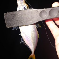 サバとの釣り分け不能