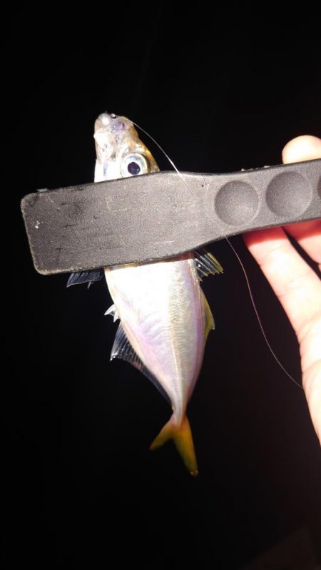 サバとの釣り分け不能