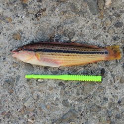 エビ撒き釣り　ハネの気配なくアジ・サバばかり