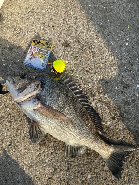 アテンダーⅡ 0号でチヌ釣り