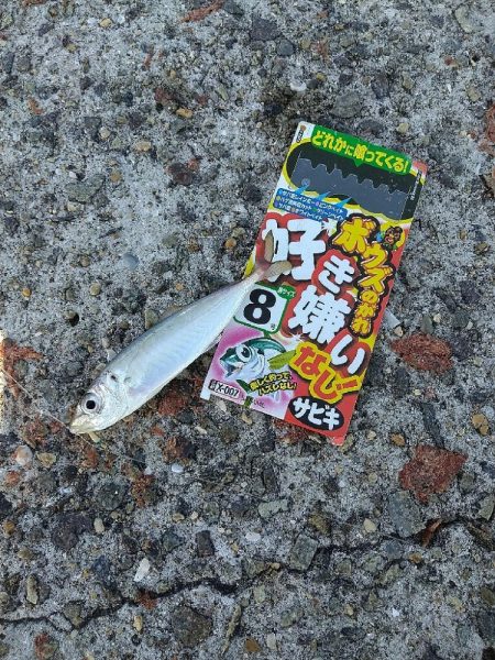 武庫川一文字で飲ませ釣りす