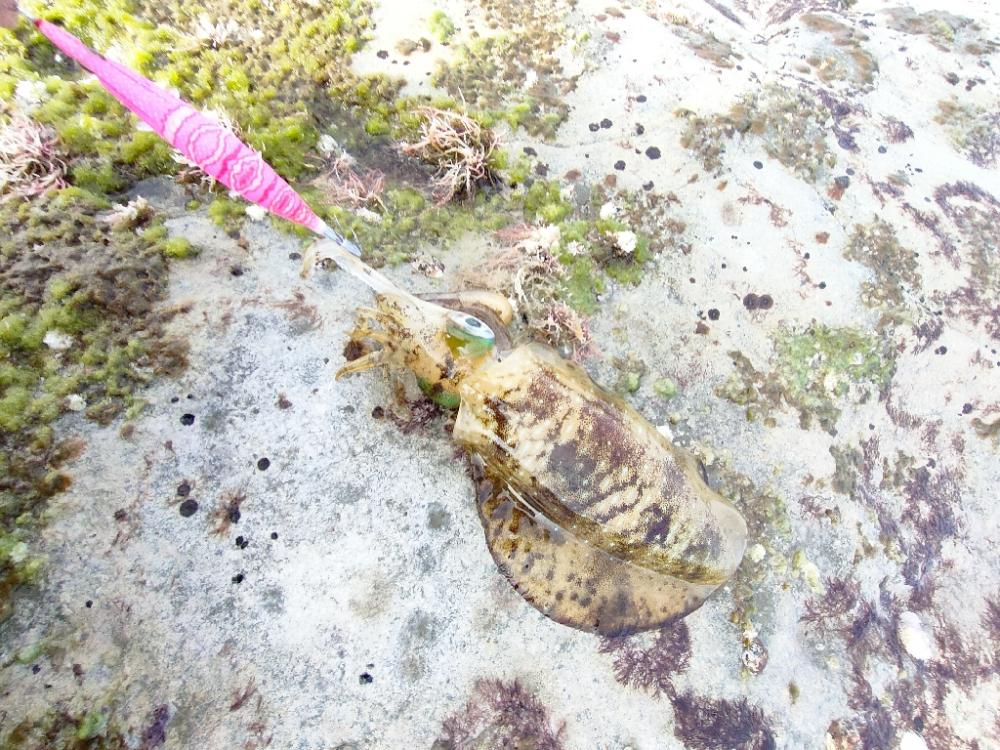 浜田地磯釣行二日目