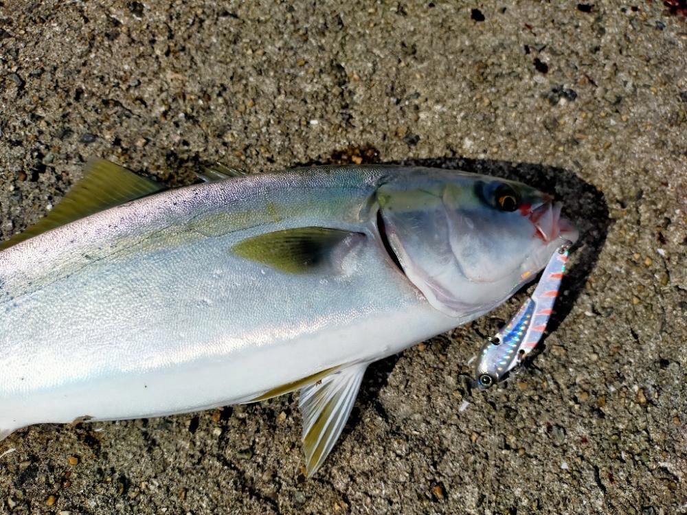 ムコイチ釣果