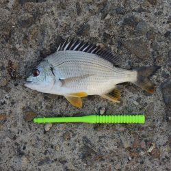 エビ撒き釣り　ハネの気配なくアジ・サバばかり