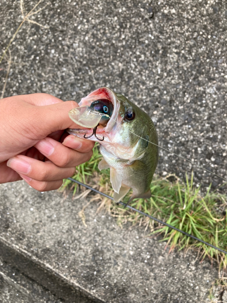 津風呂湖ブラックバス釣り