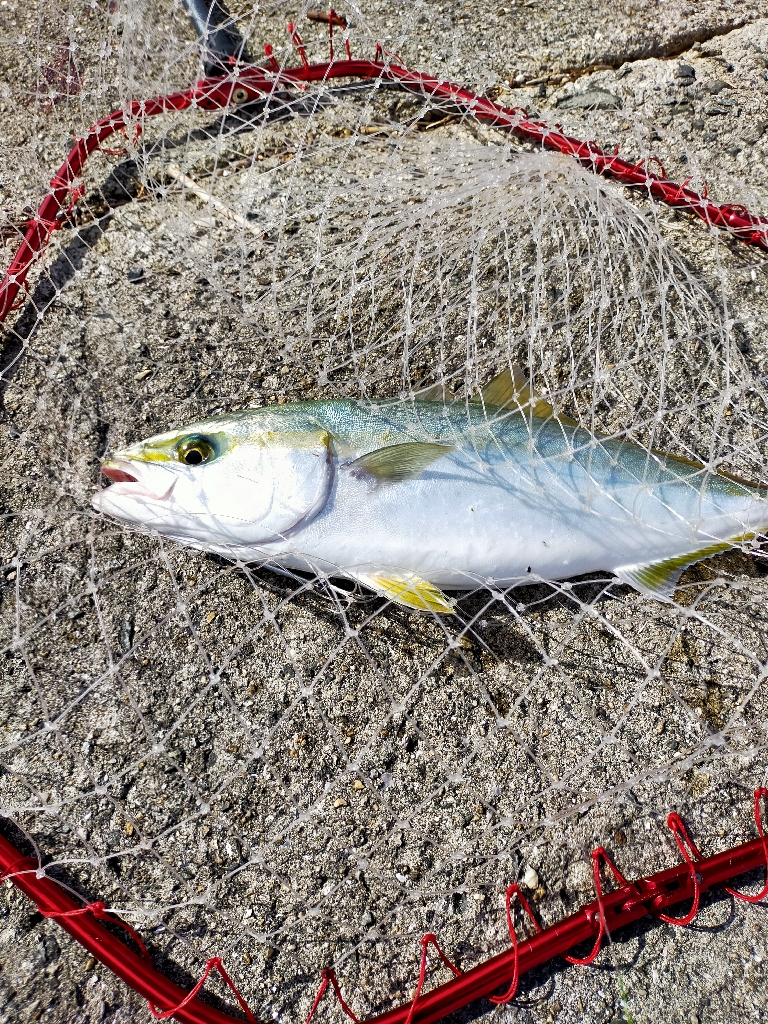 ムコイチ釣果