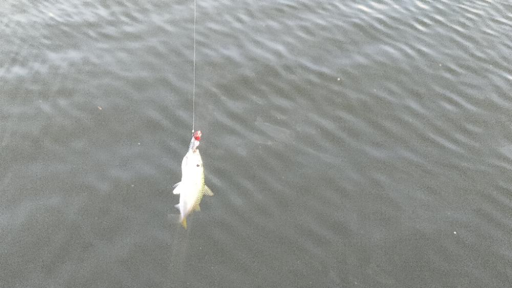 朝マズメ近隣釣行