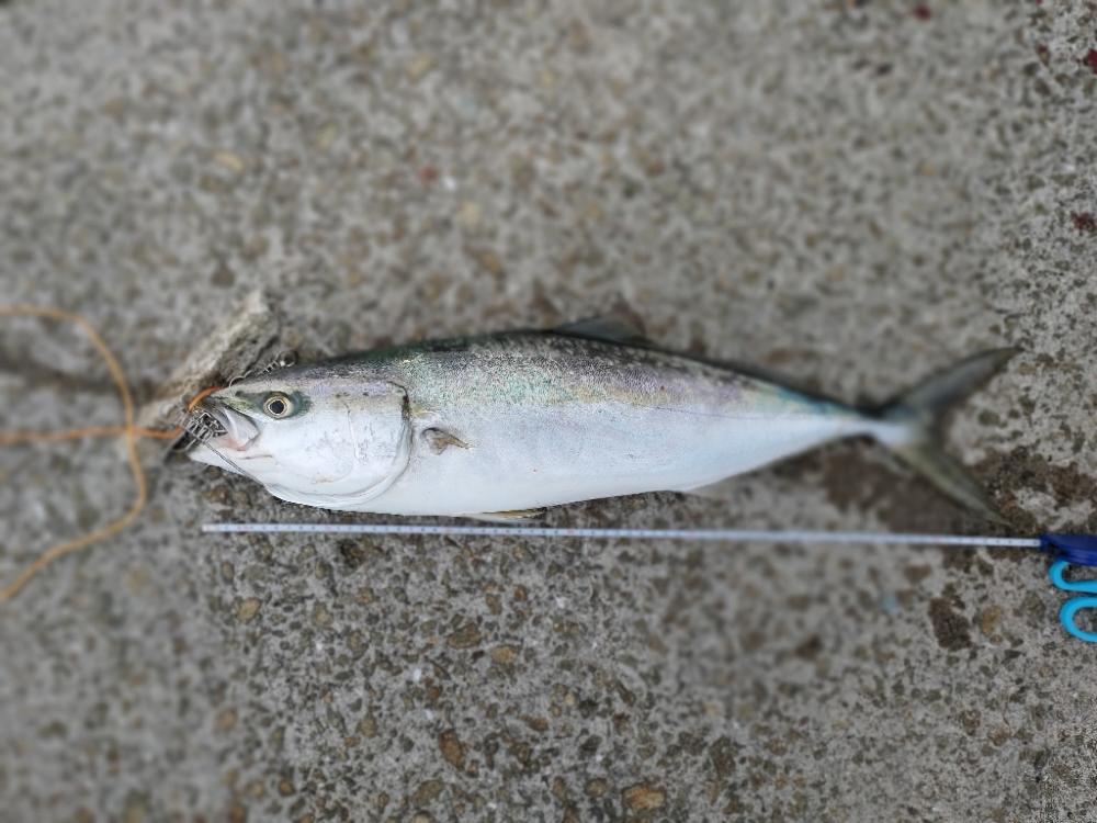 やっと今シーズン初青物