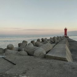 朝まづめ、淡路島の富島漁港にてメジロ