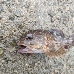 雨天釣行、青物3バラシ