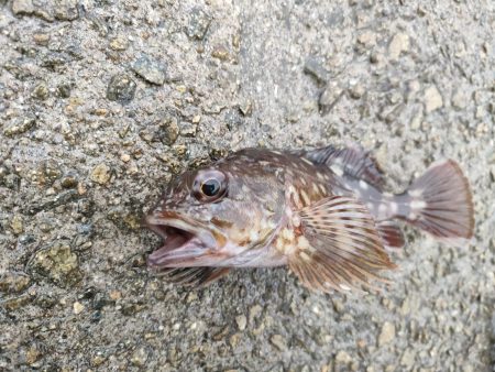 雨天釣行、青物3バラシ