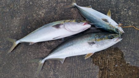 雨降りで、小潮ですが･･･