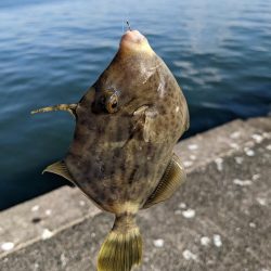 沖堤防でカワハギパラダイス