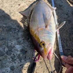 関西 カンパチ ネイリ 陸っぱり 釣り 魚釣り 釣果情報サイト カンパリ