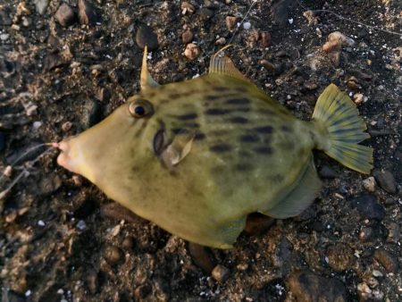 波止カワハギに初挑戦にゃ！