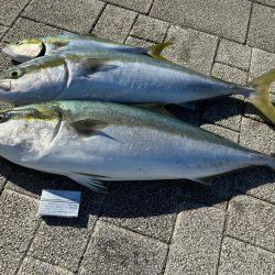 大阪湾で青物