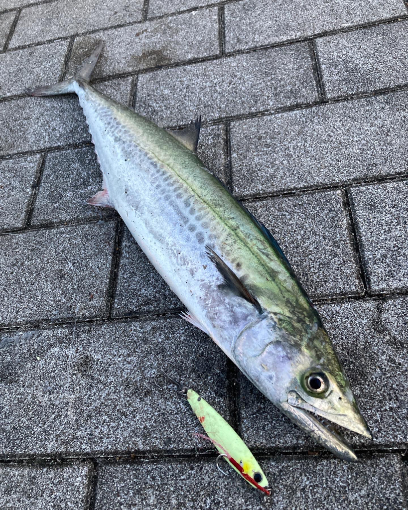 激渋湾奥コスモ。何とか青牙55cm。。