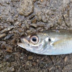 雨天釣行、青物3バラシ