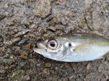 雨天釣行、青物3バラシ