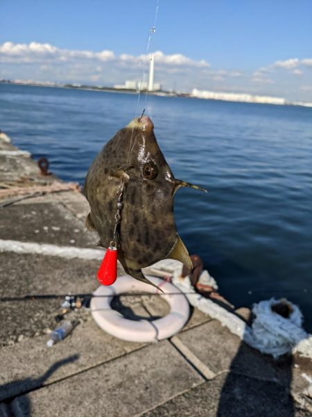 沖堤防でカワハギパラダイス