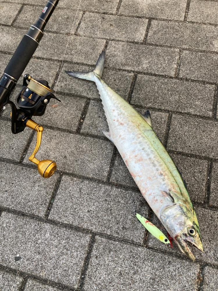 激渋湾奥コスモ。何とか青牙55cm。。