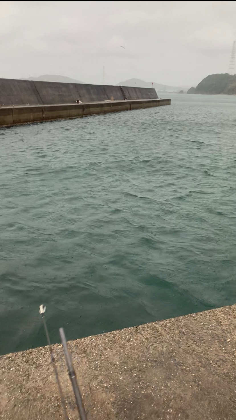 暴風雨太刀魚