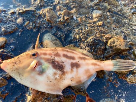 波止カワハギに初挑戦にゃ！