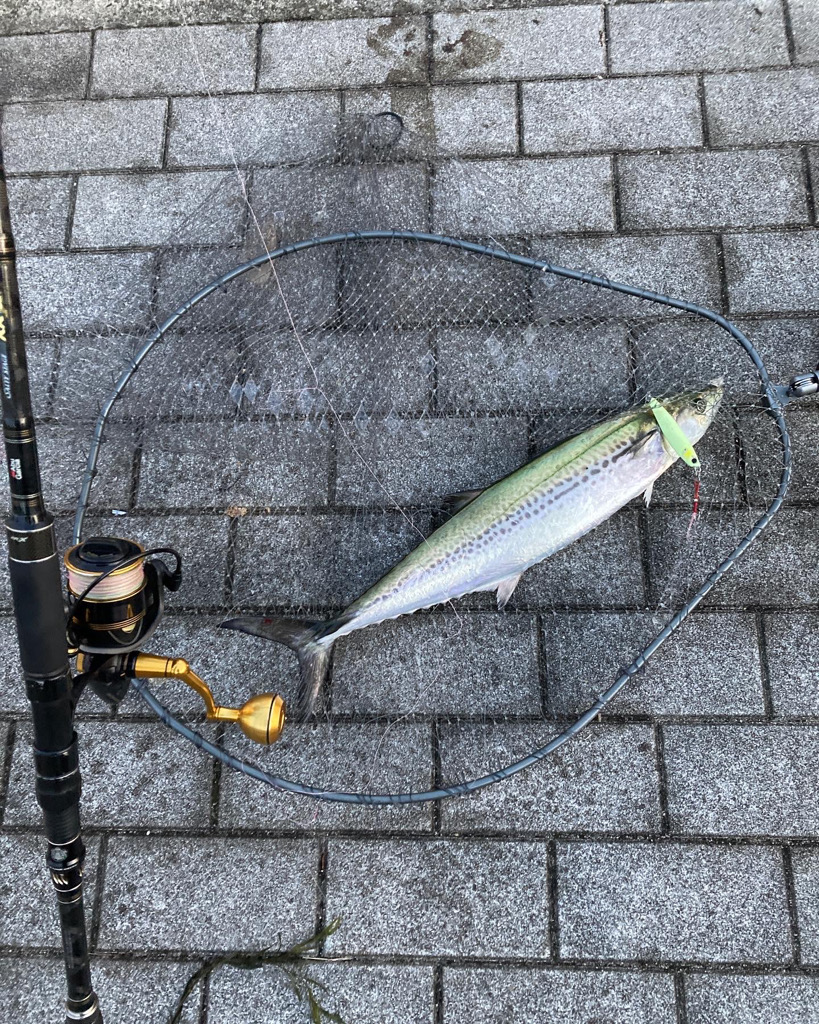 激渋湾奥コスモ。何とか青牙55cm。。