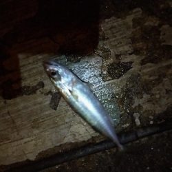 夜釣り、太刀魚はいない。
