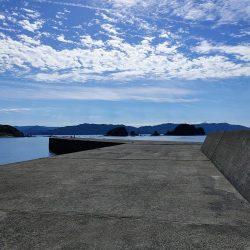 ハマチと水鳥釣れた。