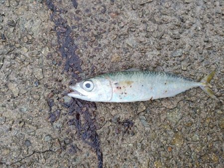 雨天釣行、青物3バラシ