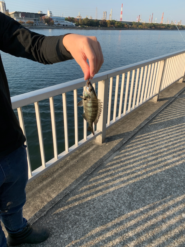 浜寺水路でハゼ、チヌ