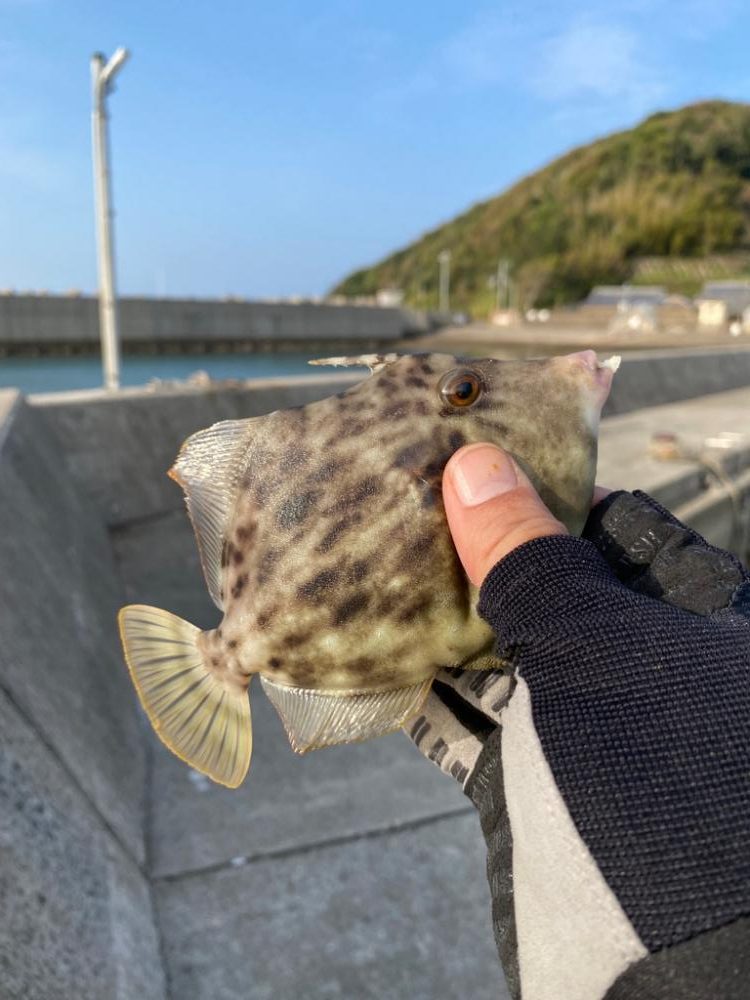 中紀にてエギング♪カワハギ♪