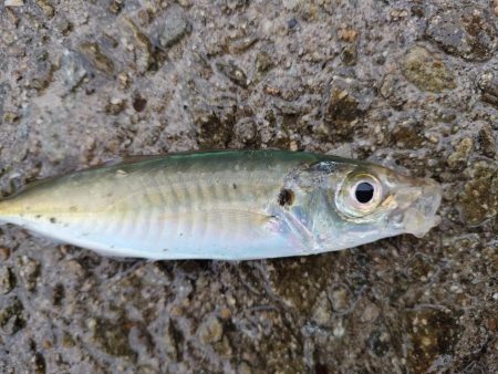 雨天釣行、青物3バラシ