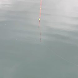 雨の中の釣り堀海恵