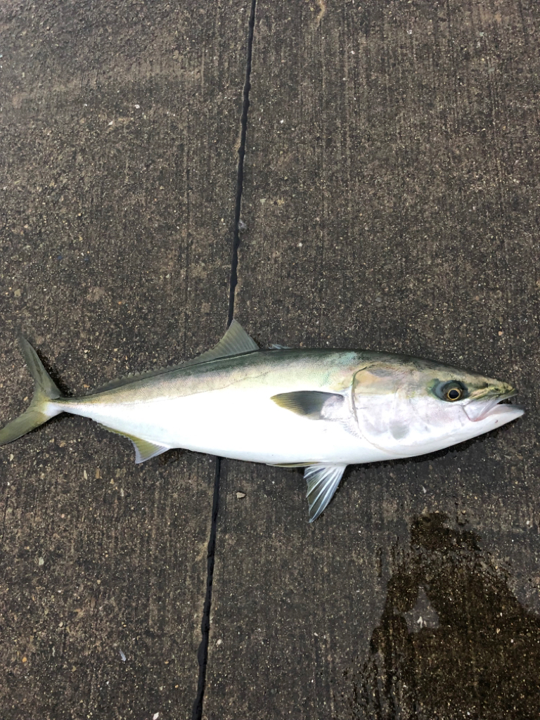 雨の中ブリが釣れました