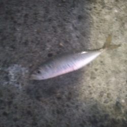 アジ釣り