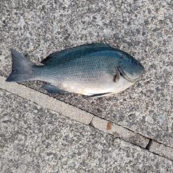 翼港でのグレ釣り