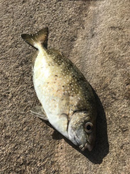 白浜の見草地磯でグレ10匹GET