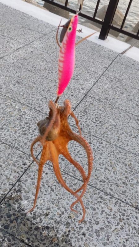 🐙ミニモニタコちゃん🐙