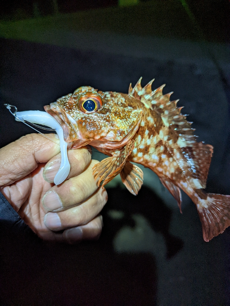 陸っぱり釣行記