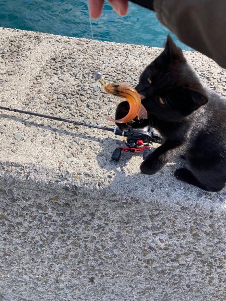 ベイトタックルデビューで小物釣り