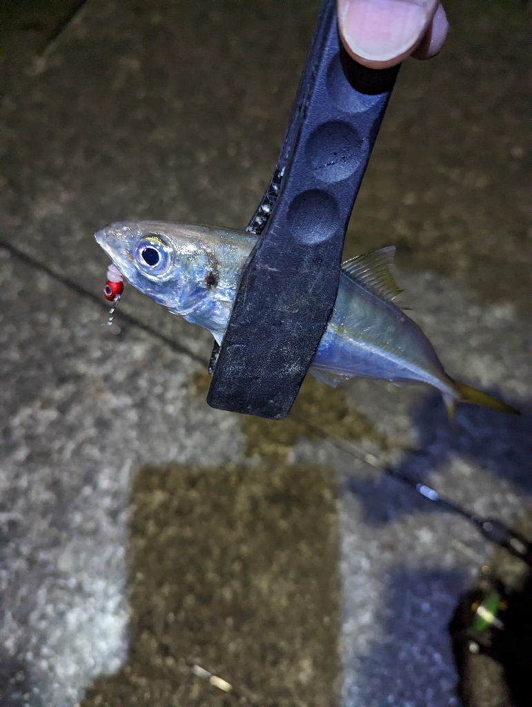 陸っぱり釣行記