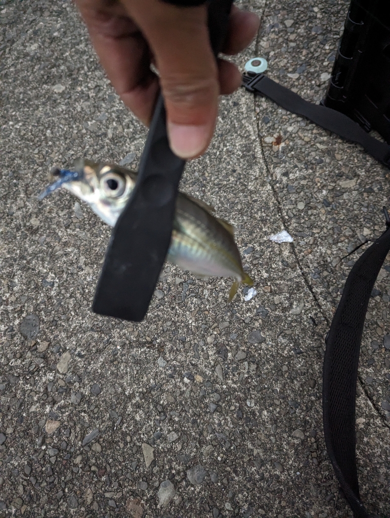 陸っぱり釣行記