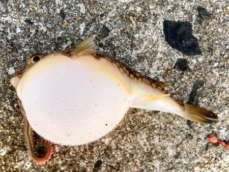 カレイで釣り納めにゃ！