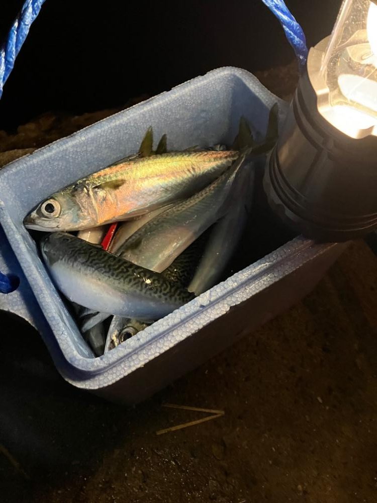 磯釣りの餌確保へ