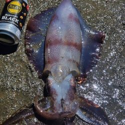 徳島 アオリイカ 陸っぱり 釣り 魚釣り 釣果情報サイト カンパリ