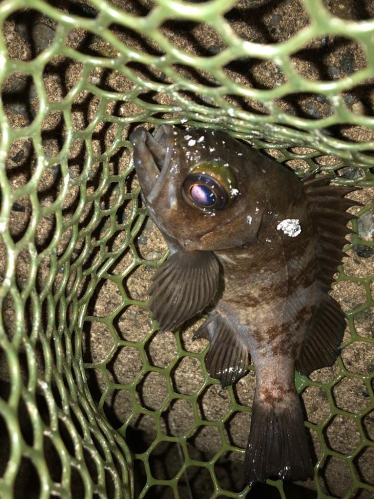 ごぜんさま釣行