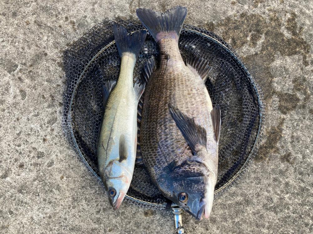 今朝は極寒いなか魚の活性たかいです