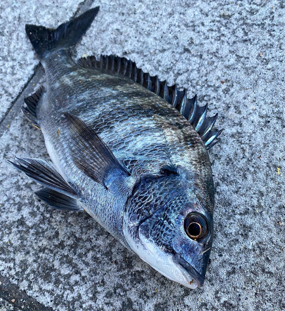 釣り初めご種目達成